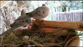 Mourning Dove Family - Part 1 (Nesting, laying and egg care)