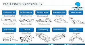 POSICIONES CORPORALES || Resúmenes de Anatomía y Fisiología