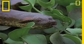 Anaconda Breeding Ball | National Geographic