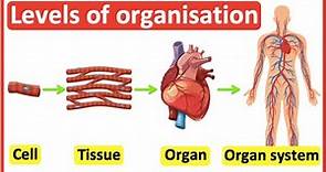Cells, Tissues, Organs, Organ systems | Level of organisation in organisms | Easy science video