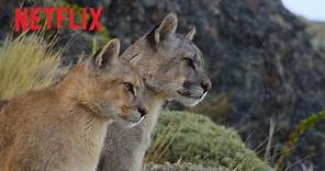 Our Planet II Behind the Scenes Puma Hunt | Netflix