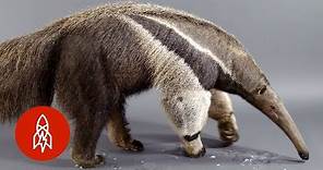 The Giant Anteater Carries On, 25 Million Years and Counting