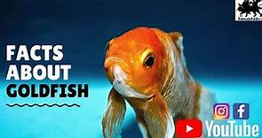Amazing Facts About Goldfish | Goldfish Facts | Animals Addict