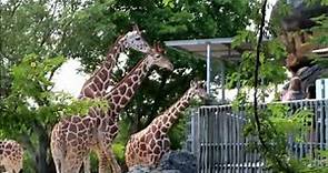 Miami Zoo - Tour - Activities and Animals at Zoo Miami