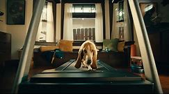 DashPass Pup – DoorDash Commercial