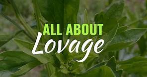 Lovage - Grow, Care, Use - Levisticum officinale