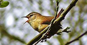 Wren Singing - Tiny Bird with a Giant Voice