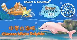 中華白海豚 │ 海洋101 │ Chinese White Dolphin │ Ocean 101