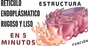 EL RETÍCULO ENDOPLASMATICO RUGOSO Y LISO en 5 minutos. Funciones del retículo endoplasmático. Fácil