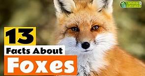 13 Facts About Foxes 🦊 - Learn All About the Fox - Animals for Kids - Educational Video