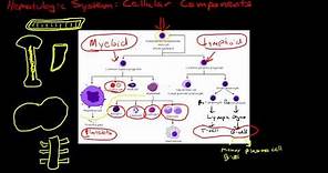 Introduction to the Cellular Components of Blood