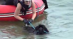 Newfoundland Rescue Dogs