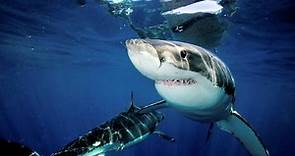 ▷ Tiburón Blanco » Características, Alimentación, Hábitat, Reproducción, Depredadores