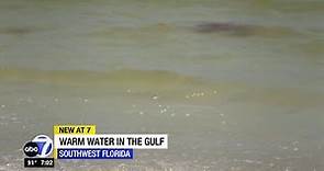 Gulf of Mexico's water temperatures making it hard to beat the heat