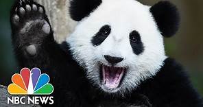 5 Fun Facts About Pandas For National Panda Day | NBC News