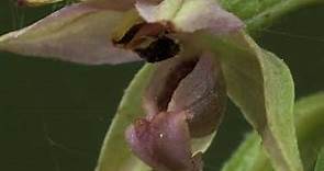 Flower of epipactis helleborine in detail 🔴