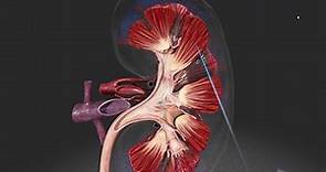 Anatomía de los riñones