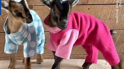 Adorable baby goats trot around in pajamas