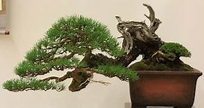 Pinus pinaster Also known as Cluster Pine