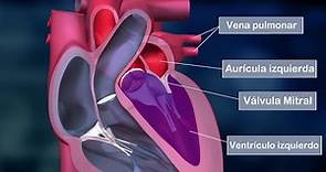El CORAZÓN HUMANO: partes, aurículas, ventrículos, válvulas, funciones (anatomía)