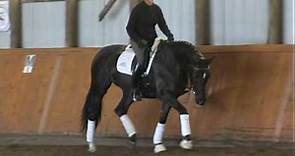 !!SOLD!! FEI 6 YO Sir Donnerhall Mare - Dressage Professional's Dream Horse For Sale - $92K