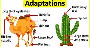 Adaptations 🐫🌵| Behavioural, Physiological & structural adaptations | Learn with examples