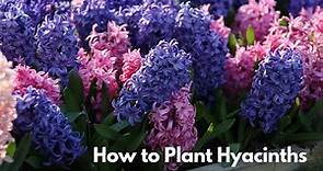 How to Plant Hyacinths