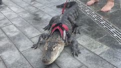Meet Wally, the emotional support alligator
