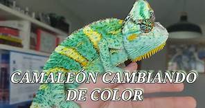 Camaleón cambiando de color