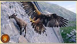 Die 15 tödlichsten Adler der Welt