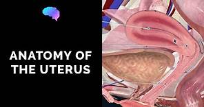 Anatomy of the Uterus | Ovaries | 3D Anatomy Tutorial | UKMLA | CPSA