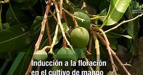 Inducción a la floración en el cultivo de mango - TvAgro por Juan Gonzalo Angel Restrepo