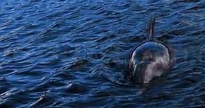 Conoce la historia del delfín el Pechocho, ícono de Topolobampo, Sinaloa