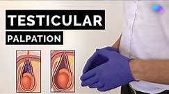 Testicular Palpation Technique | How to Examine Testicles - OSCE Guide | UKMLA | CPSA