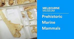 Discover Documentary #6 | Prehistoric Marine Mammals