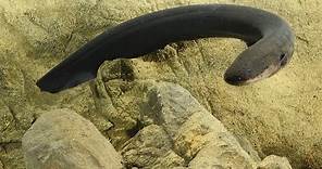 How electric eels tase their prey | Science News