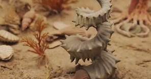 The Amazing Shapes of Ammonites