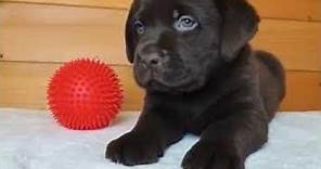 Cuccioli Labrador maschi femmine in vendita
