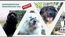 Hundevermittlung - Oktober/November 2023 (Tierheim Hannover TV)