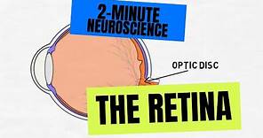 2-Minute Neuroscience: The Retina