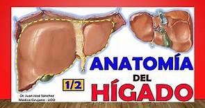 🥇 Anatomía del HÍGADO. (1/2). Fácil y Sencillo