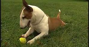 Miniature Bull Terrier - AKC Dog Breed Series