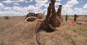Elephant saved from ivory poachers in Kenya
