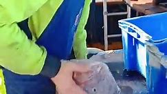Gill & Gutting Purple... - On The Deck - Footage from Australia's Commercial Fisherman