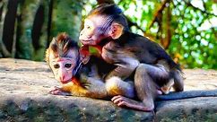 Nice Clips Lovely Baby Monkey Sweet Hugs, Training Of Cute Baby For Hugs