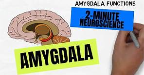 2-Minute Neuroscience: Amygdala