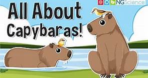 All About Capybaras!