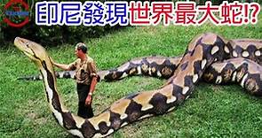 [生物放大鏡] 印尼發現比泰坦巨蟒還要巨大的神蛇!? | 數個你不知道的巨蛇秘密 | 蛇吞什麼會噎死?