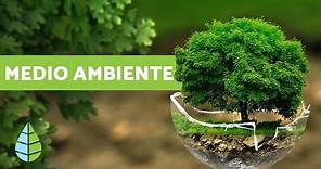 ¿QUÉ ES EL MEDIO AMBIENTE? - Definición y resumen