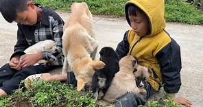 Puppies Love: Adorable puppies compete to sleep in the warm arms of highland children.